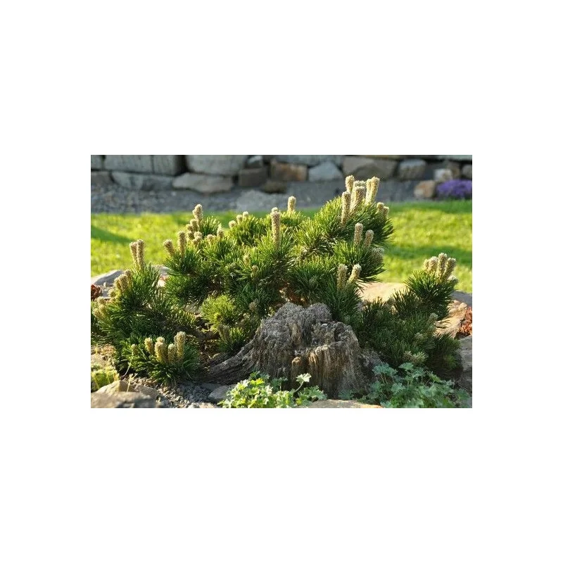 Pinus mugo – Brad pitic de munte, arbust ornamental rezistent