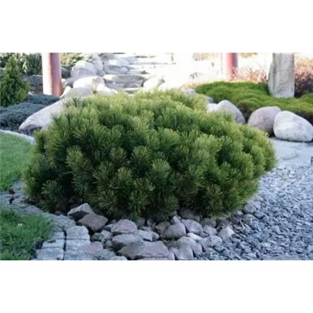 Pinus mugo Pumilio – Pin Pitic de Munte, Compact și Rezistent 🌲✨