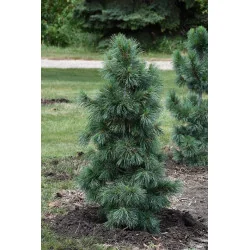Pinus Malinki Mare 80 cm