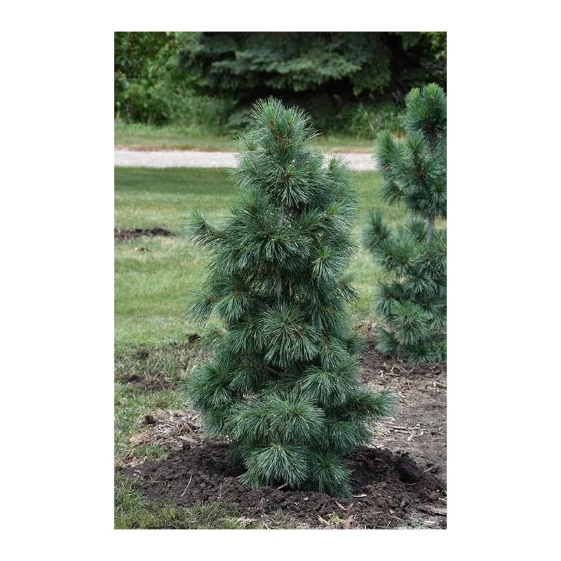 Pinus Malinki Mare 80 cm