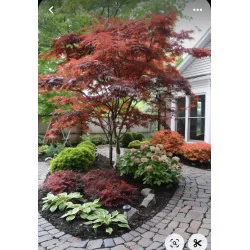 Acer palmatum Bloodgood 2.3M – Arțar Japonez cu Frunziș Roșu-Purpur 🍁🌿
