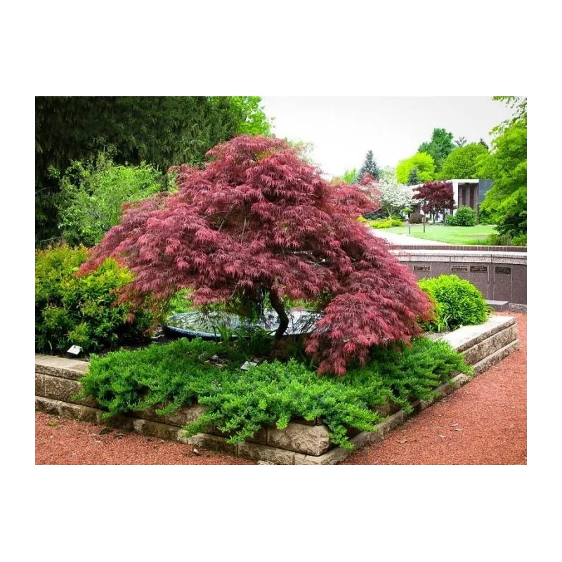 Acer palmatum Dissectum Garnet 1m – Arțar Japonez Pletos cu Frunziș Roșu-Purpuriu Spectaculos 🍁✨