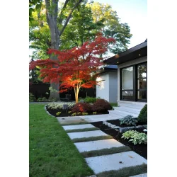 Acer Palmatum Blood Good 15 LT - Artar japonez
