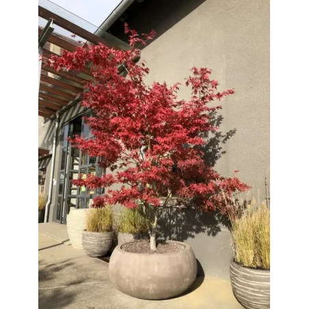 Acer Palmatum Blood Good 15 LT - Artar japonez