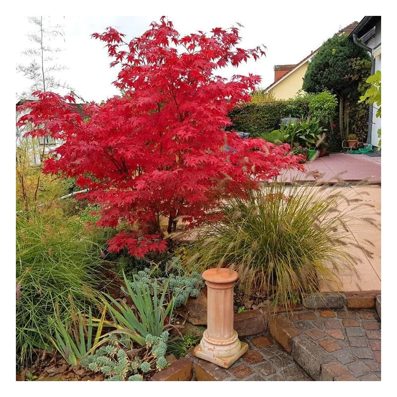 Acer palmatum Fire Glow 1.2 m-1.4m – Arțar Japonez cu Frunziș Roșu Aprins, Spectacol de Culoare în Grădina Ta 🍁🔥