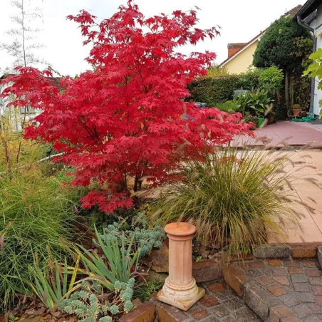 Acer palmatum Fire Glow 1.2 m-1.4m – Arțar Japonez cu Frunziș Roșu Aprins, Spectacol de Culoare în Grădina Ta 🍁🔥