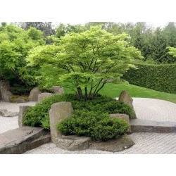 Acer palmatum Verde 1.6m– Arțar Japonez cu Frunziș Verde Delicat și Culori Spectaculoase Toamna 🍁🌿