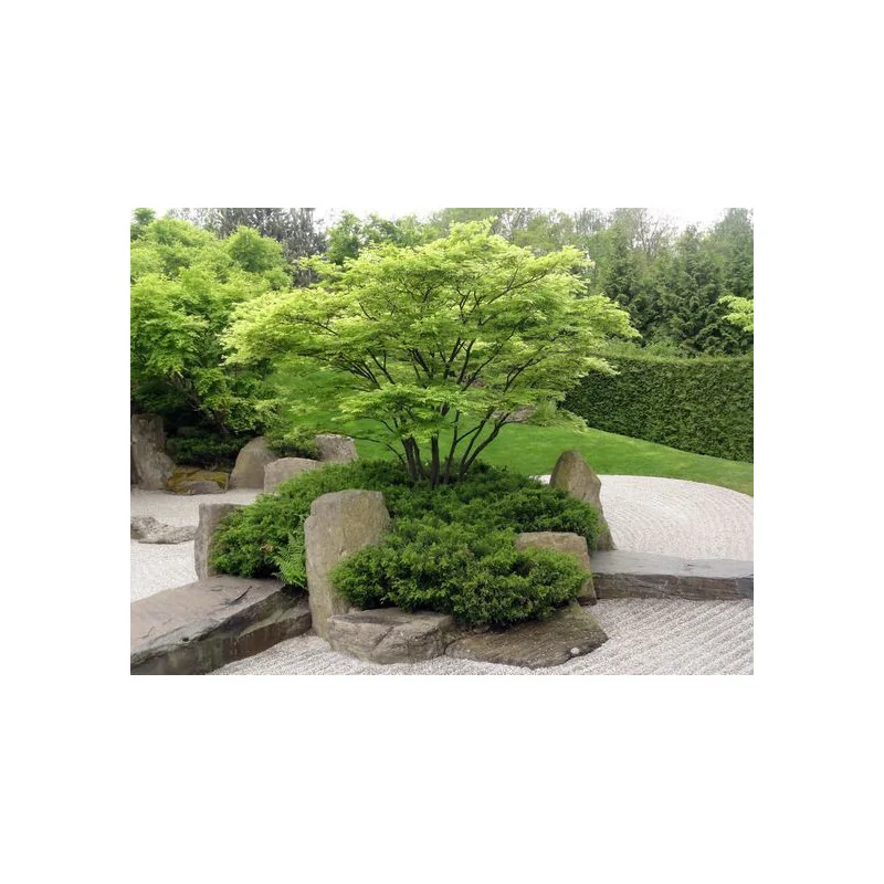 Acer palmatum Verde 1.6m– Arțar Japonez cu Frunziș Verde Delicat și Culori Spectaculoase Toamna 🍁🌿