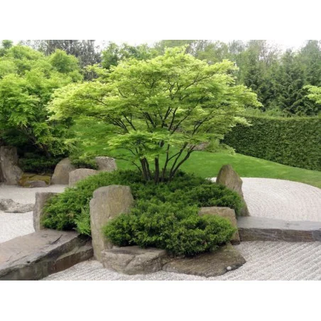 Acer palmatum Verde 1.6m– Arțar Japonez cu Frunziș Verde Delicat și Culori Spectaculoase Toamna 🍁🌿
