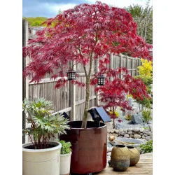 Acer Palmatum Dissectum Garnet 140 cm -160cm - Artar japonez