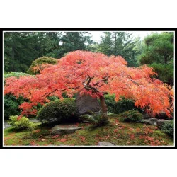 Acer Palmatum Dissectum Garnet 140 cm -160cm - Artar japonez