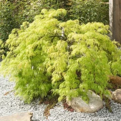 Acer palmatum Dissectum Garnet 60-80cm – Arțar Japonez Pletos cu Frunziș Verde Tomana Devine Galben-Prtocaliu Spectaculos 🍁✨