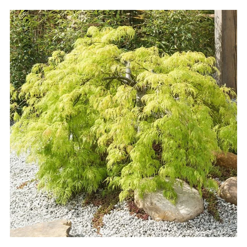 Acer palmatum Dissectum Garnet 60-80cm – Arțar Japonez Pletos cu Frunziș Verde Tomana Devine Galben-Prtocaliu Spectaculos 🍁✨