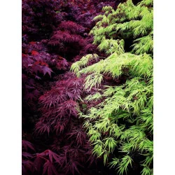 Acer palmatum Dissectum Garnet 60-80cm – Arțar Japonez Pletos cu Frunziș Verde Tomana Devine Galben-Prtocaliu Spectaculos 🍁✨