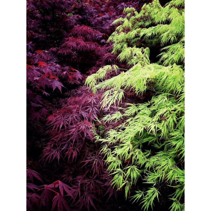 Acer palmatum Dissectum Garnet 60-80cm – Arțar Japonez Pletos cu Frunziș Verde Tomana Devine Galben-Prtocaliu Spectaculos 🍁✨