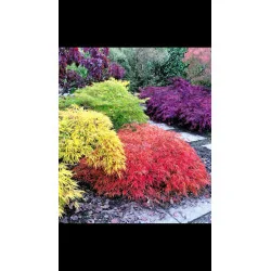 Acer palmatum Dissectum Garnet 60-80cm – Arțar Japonez Pletos cu Frunziș Verde Tomana Devine Galben-Prtocaliu Spectaculos 🍁✨