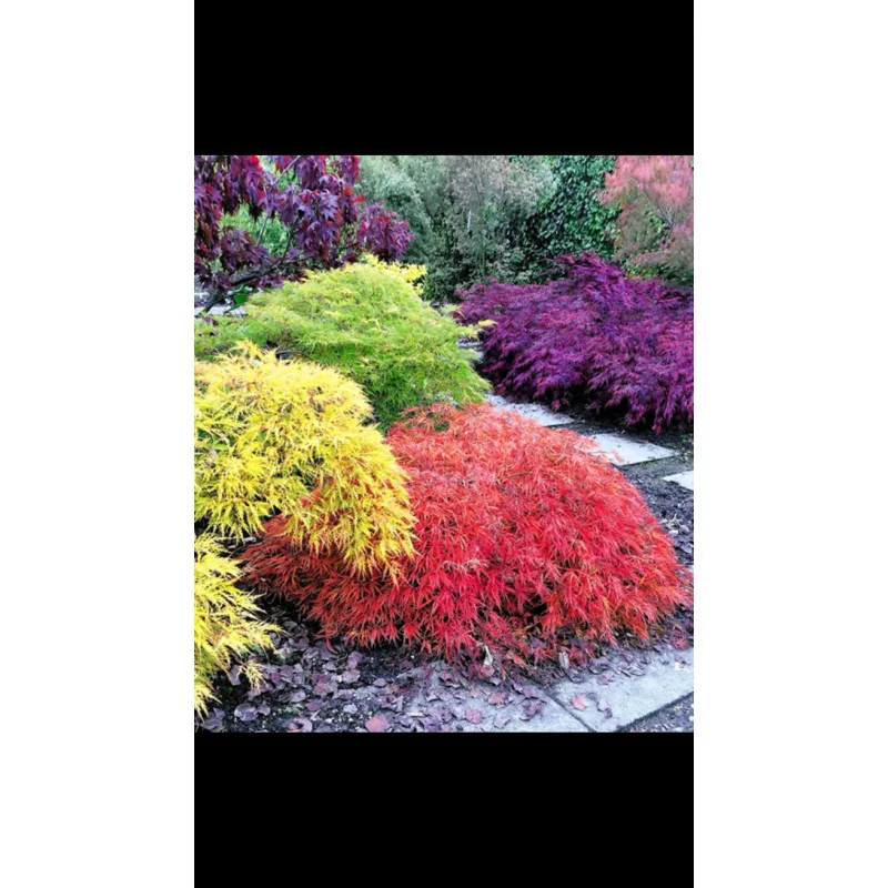 Acer palmatum Dissectum Garnet 60-80cm – Arțar Japonez Pletos cu Frunziș Verde Tomana Devine Galben-Prtocaliu Spectaculos 🍁✨