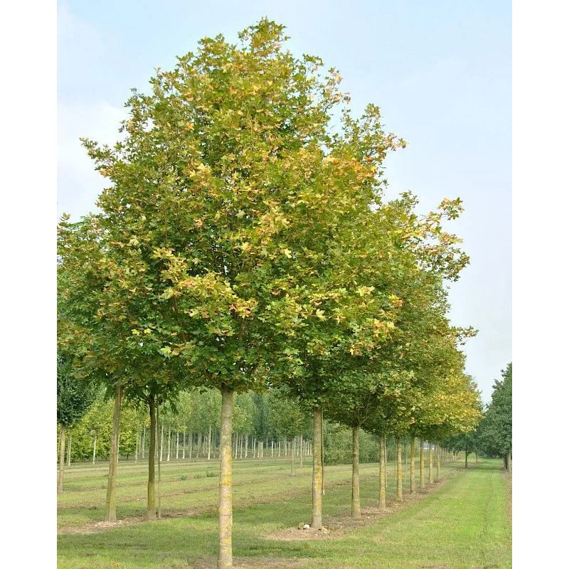 Acer campestre – Arțar de Câmp, Arbore Rezistent și Versatil pentru Grădini și Aliniamente Stradale 🌳✨