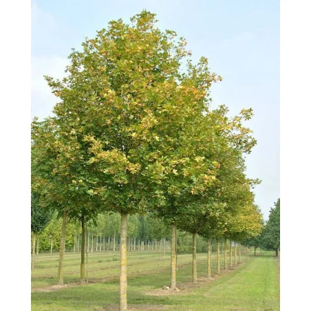 Acer campestre – Arțar de Câmp, Arbore Rezistent și Versatil pentru Grădini și Aliniamente Stradale 🌳✨