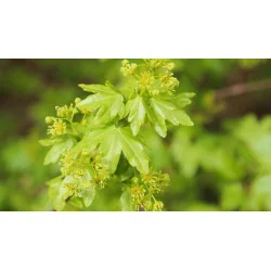 Acer campestre – Arțar de Câmp, Arbore Rezistent și Versatil pentru Grădini și Aliniamente Stradale 🌳✨