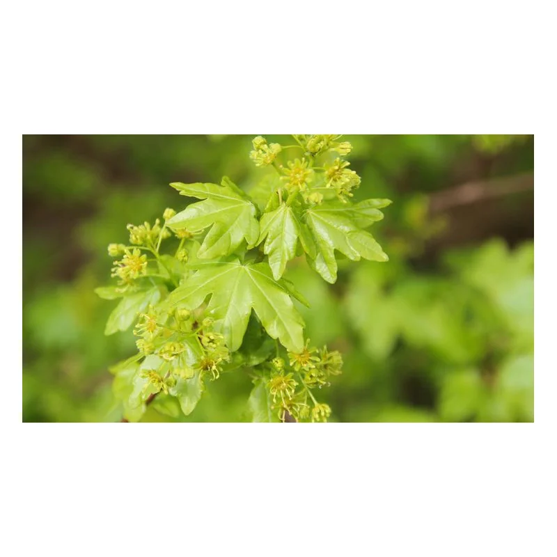 Acer campestre – Arțar de Câmp, Arbore Rezistent și Versatil pentru Grădini și Aliniamente Stradale 🌳✨