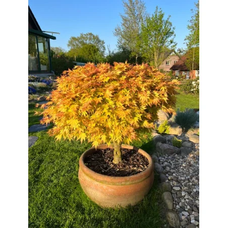 Acer Palmatum Ottoime 30 LT -Artar japonez