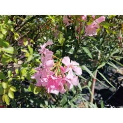 Leandru - Nerium Oleander Roz Pal 50-70 cm | Arbust Decorativ cu Flori Spectaculoase