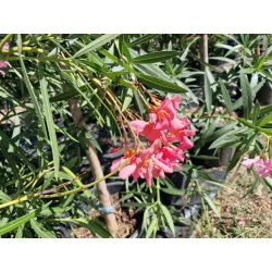 Leandru - Nerium Oleander Roz Pal 50-70 cm | Arbust Decorativ cu Flori Spectaculoase