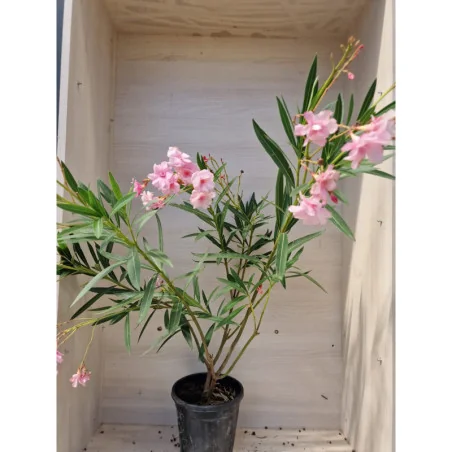 Leandru - Nerium Oleander Roz Pal 50-70 cm | Arbust Decorativ cu Flori Spectaculoase