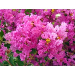 Lagerstroemia 80 cm Roz – Liliac Indian cu Flori Abundente, Arbust Elegant pentru Grădini Colorate