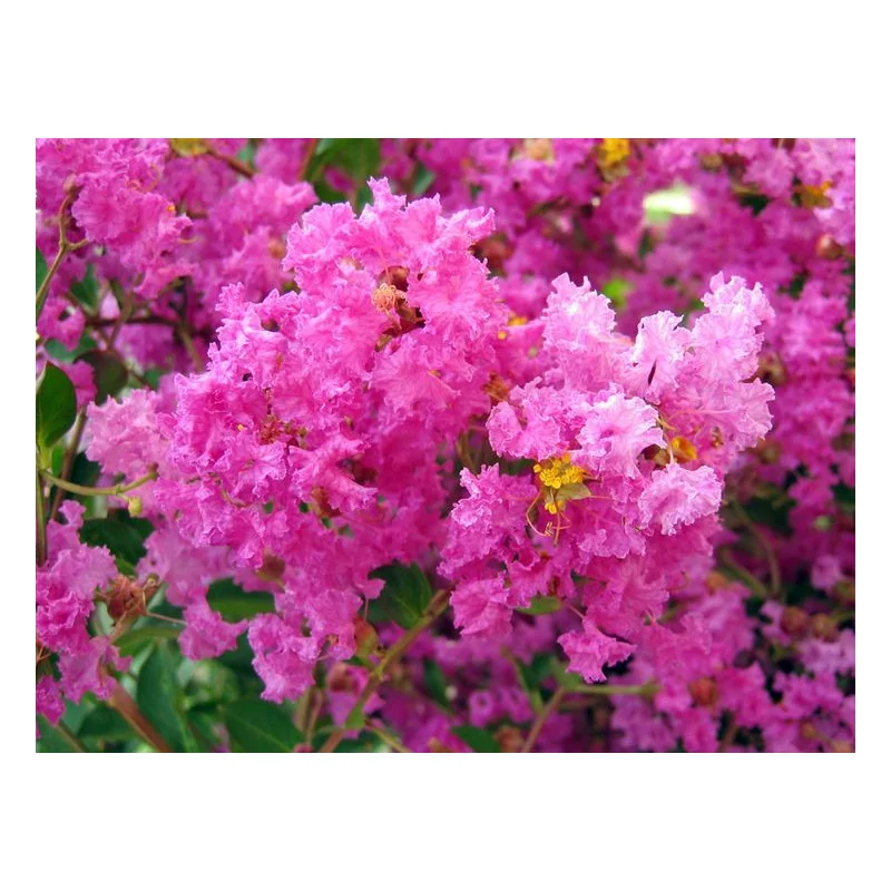 Lagerstroemia 80 cm Roz – Liliac Indian cu Flori Abundente, Arbust Elegant pentru Grădini Colorate