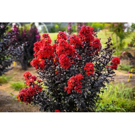 Lagerstroemia cu Frunze Roșii – Liliac Indian cu Culoare Vibrantă și Flori Abundente 🌸🍁