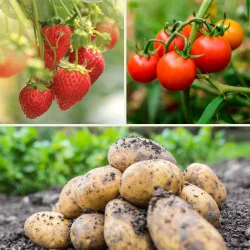 Oțet de Lemn GEKKA – 1L