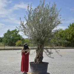 🌿 Măslin Secular European (Olea europaea) A– Arbore Mediteranean Decorativ