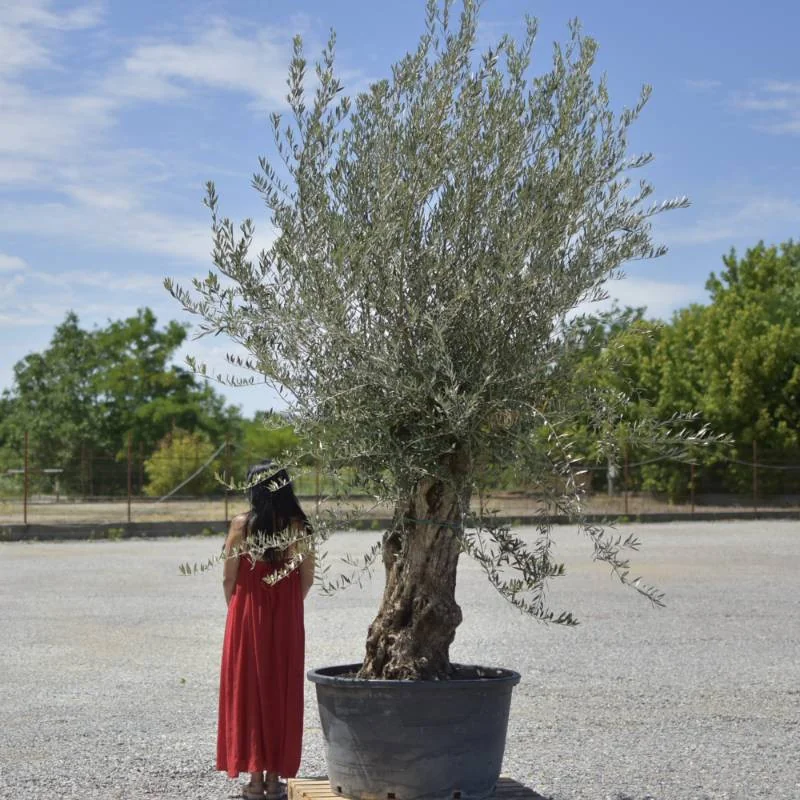 🌿 Măslin Secular European (Olea europaea) A– Arbore Mediteranean Decorativ