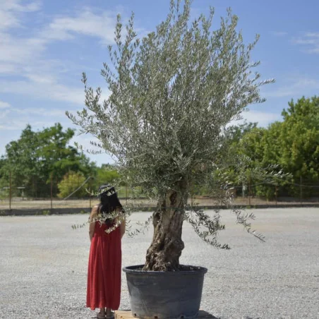 🌿 Măslin Secular European (Olea europaea) A– Arbore Mediteranean Decorativ
