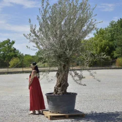 🌿 Măslin Secular European (Olea europaea) A– Arbore Mediteranean Decorativ