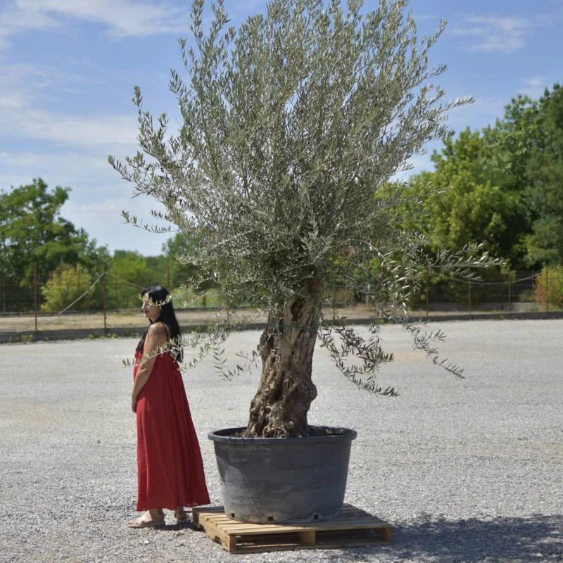 🌿 Măslin Secular European (Olea europaea) A– Arbore Mediteranean Decorativ