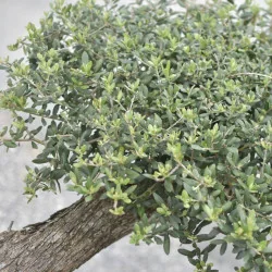 🌿 Măslin Secular European (Olea europaea) A Plus– Arbore Mediteranean Decorativ