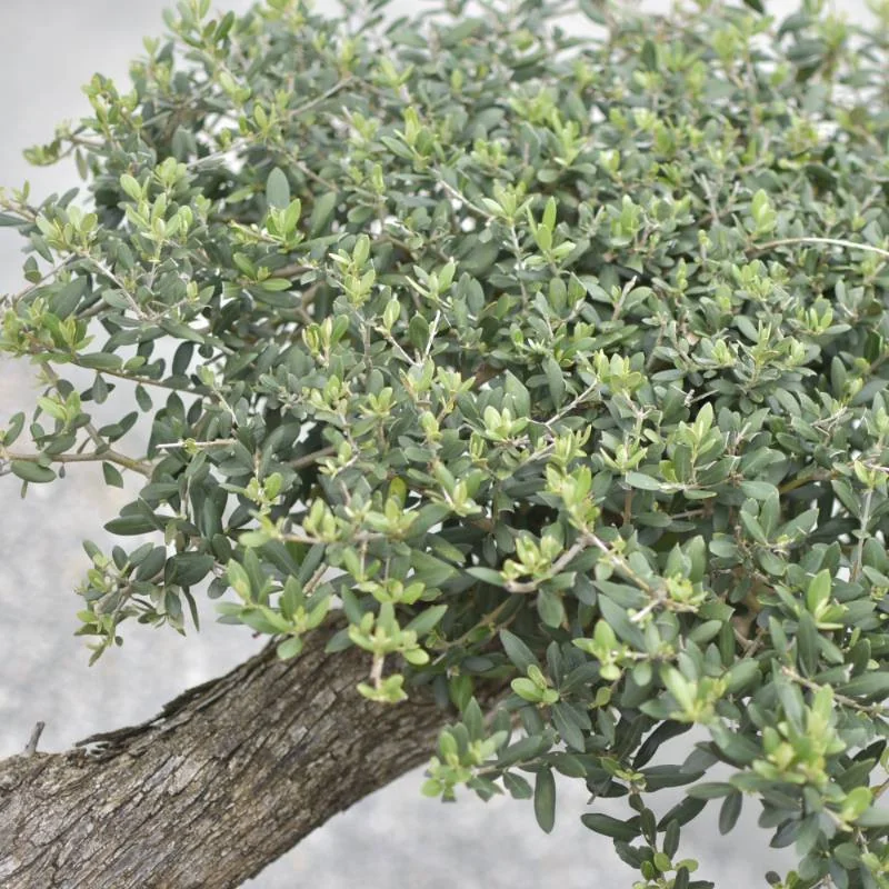 🌿 Măslin Secular European (Olea europaea) A Plus– Arbore Mediteranean Decorativ