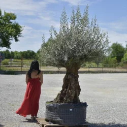 🌿 Măslin Secular European (Olea europaea) A Plus– Arbore Mediteranean Decorativ