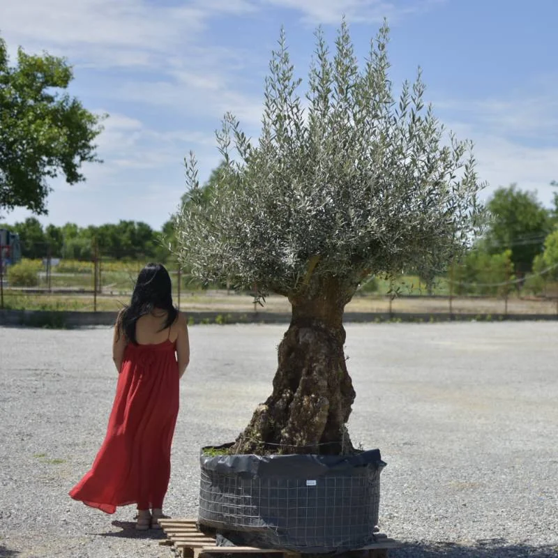 🌿 Măslin Secular European (Olea europaea) A Plus– Arbore Mediteranean Decorativ