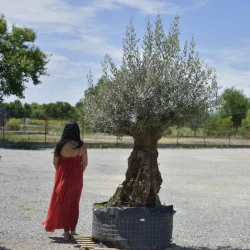 🌿 Măslin Secular European (Olea europaea) A Plus– Arbore Mediteranean Decorativ