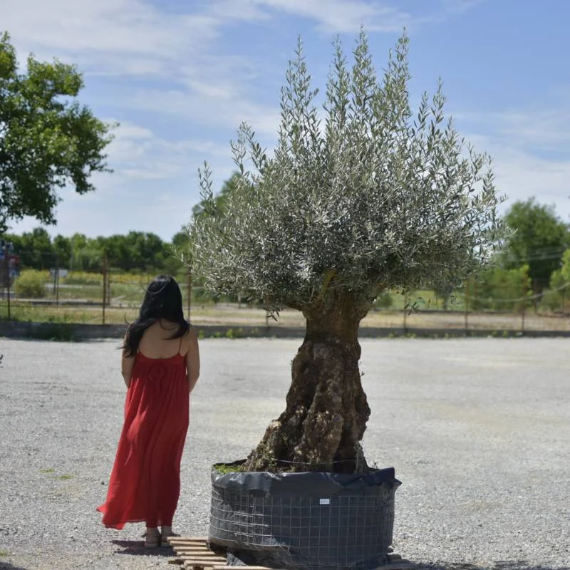 🌿 Măslin Secular European (Olea europaea) A Plus– Arbore Mediteranean Decorativ