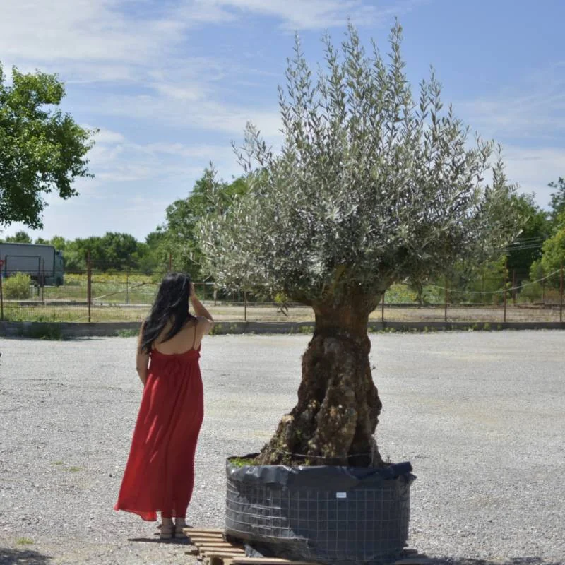 🌿 Măslin Secular European (Olea europaea) A Plus– Arbore Mediteranean Decorativ