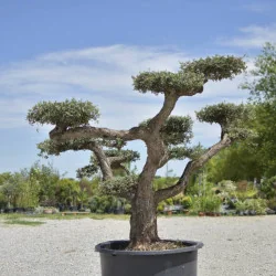 🌿 Bonsai din Măslin Secular – Plantă Mediteraneană pentru Gradini de vis