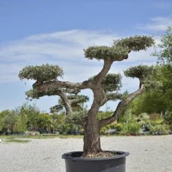 🌿 Bonsai din Măslin Secular – Plantă Mediteraneană pentru Gradini de vis
