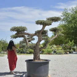 🌿 Bonsai din Măslin Secular – Plantă Mediteraneană pentru Gradini de vis