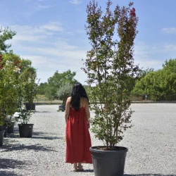 🌸 Lagerstroemia indica 2.5m-3m Rosu Aprins – Liliac Indian pentru Grădini și Peisagistică de Lux