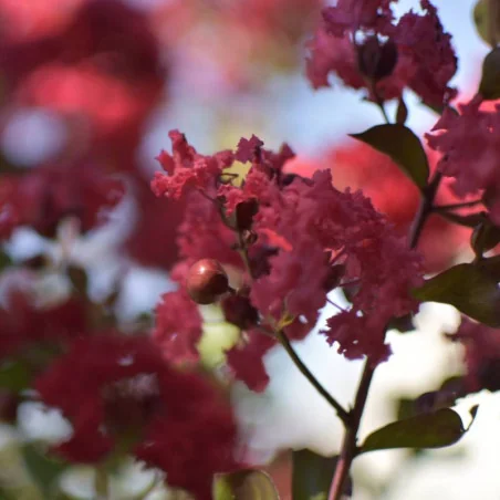 🌸 Lagerstroemia indica dinamite 60-80cm Rosu Aprins – Liliac Indian pentru Grădini și Peisagistică de Lux